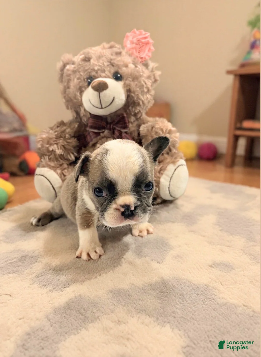 French Bulldog dogs for sale: Chandler - Ad 1