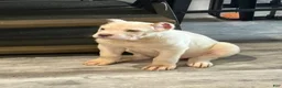 Cane Corso dogs for sale: Cane Corso 1 - Ad 9