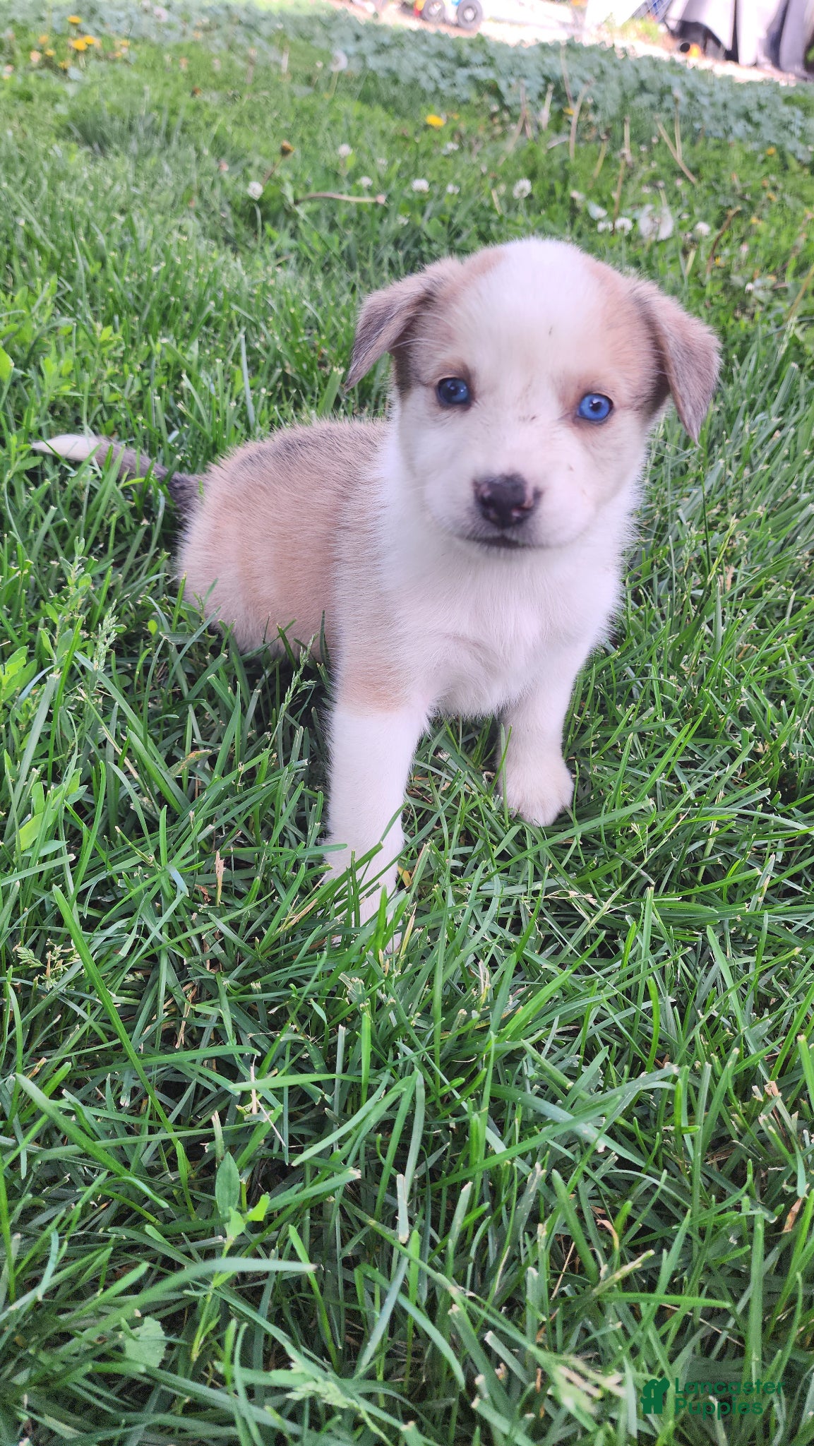 Mixed Breed dogs for sale: Brown & White Girl - Ad 2