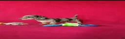 Miniature Dachshund dogs for sale: Bella - Ad 5
