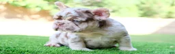 French Bulldog dogs for sale: French Bulldog 1 - Ad 3