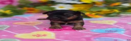 Mixed Breed dogs for sale: Nugget - Ad 4