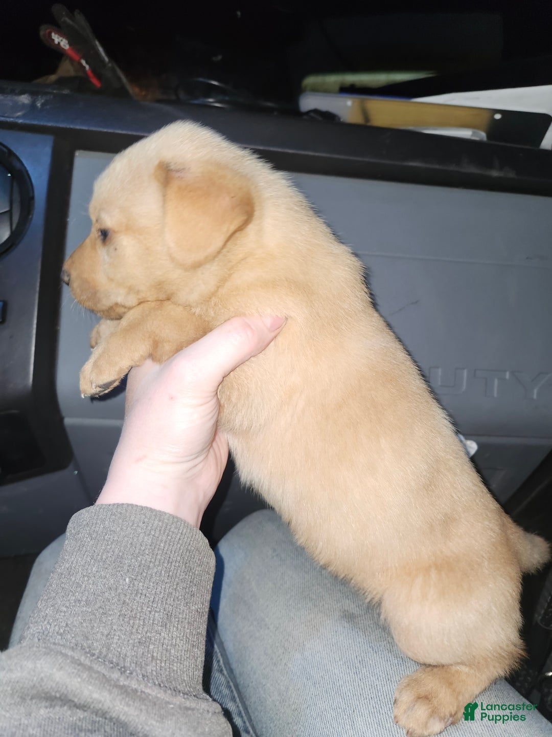 Labrador Retriever dogs for sale: Labrador Retriever Puppy 2 - Ad 2