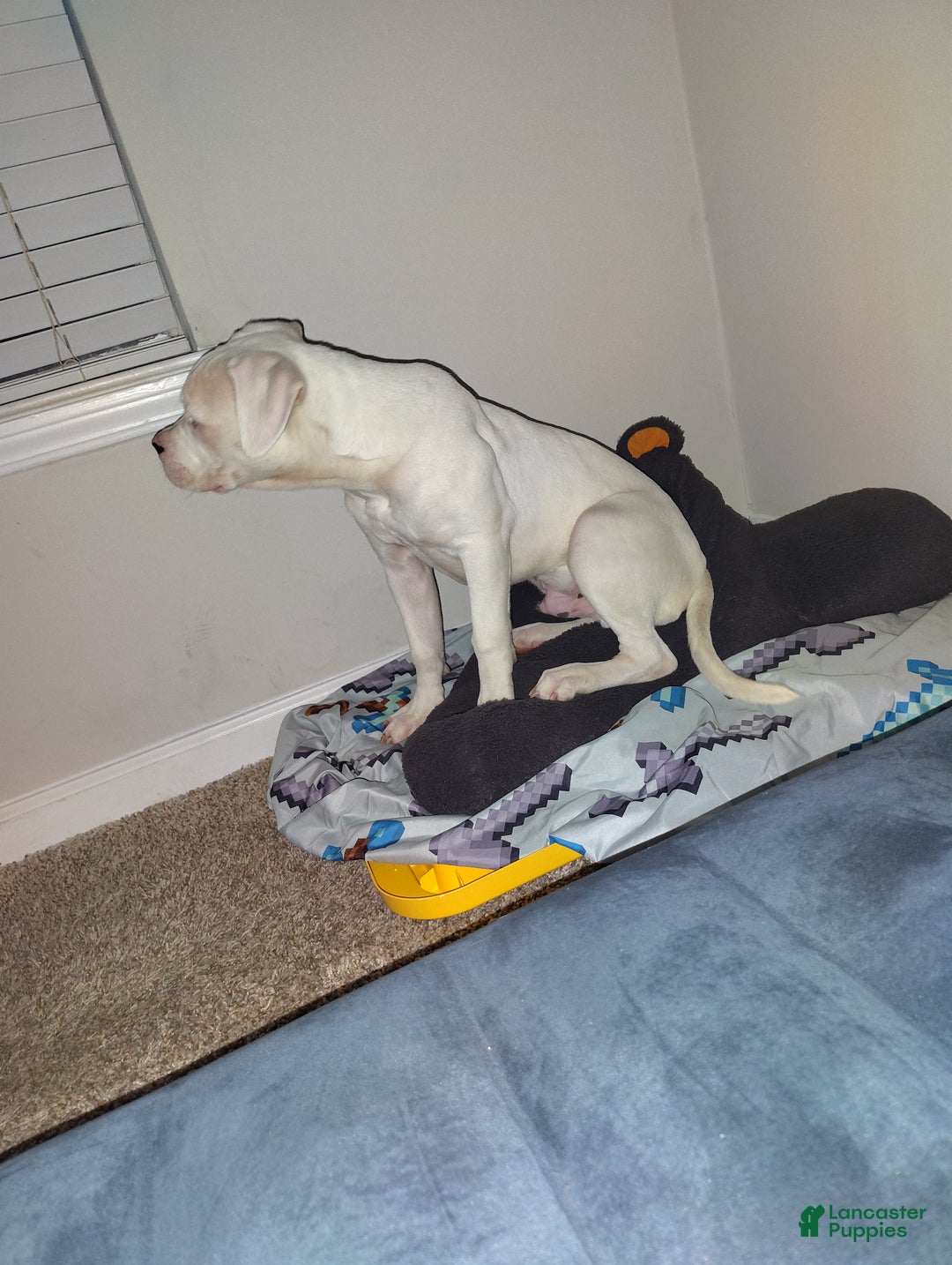 Mixed Breed dogs for sale: Mixed Breed Puppy 1 - Ad 3