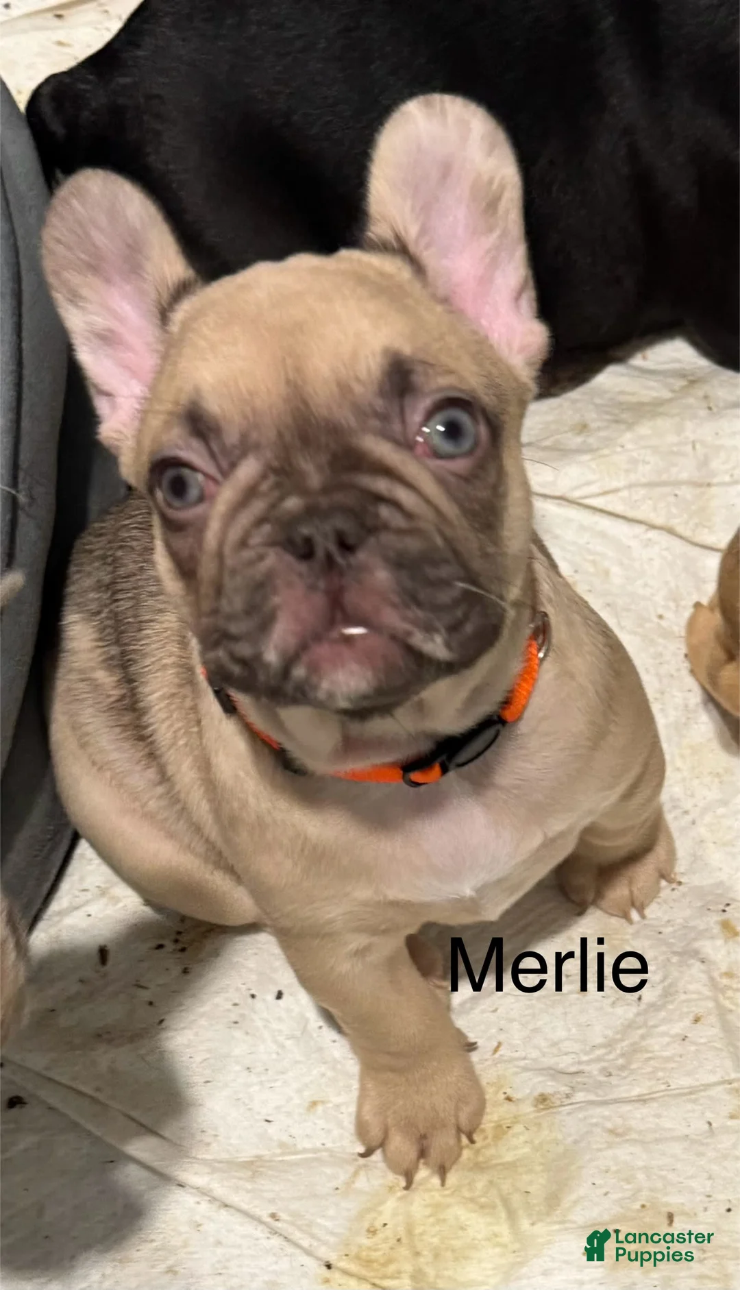 French Bulldog dogs for sale: Blessing - Ad 10