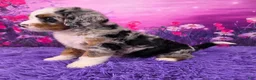 Mini Bernedoodle dogs for sale: Baylee - Ad 3