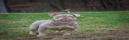 French Bulldog dogs for sale: Ace - Platinum - Ad 10