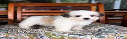 Malshi dogs for sale: Maverick  - Ad 4