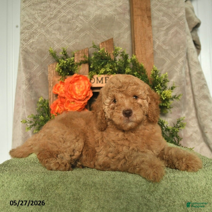 Mini Goldendoodle dogs Goldie  - Ad 1