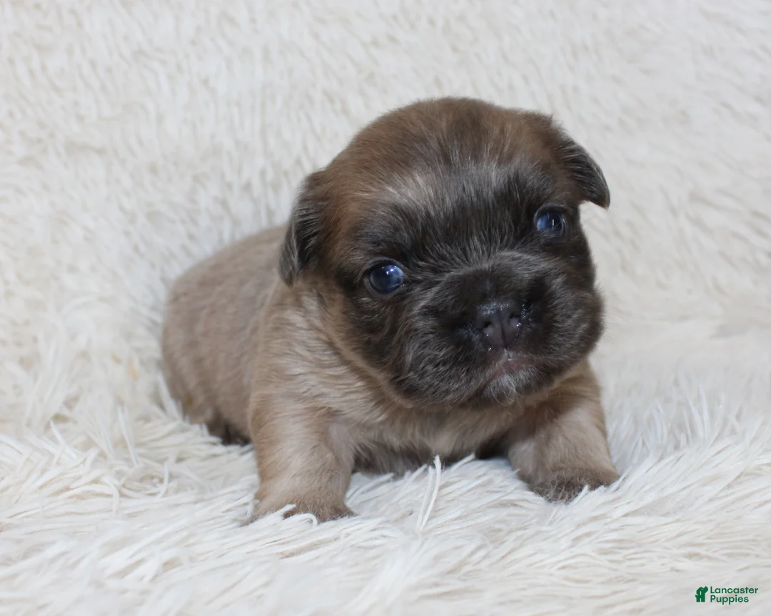 French Bulldog dogs for sale: Fluffy Louie - Ad 1