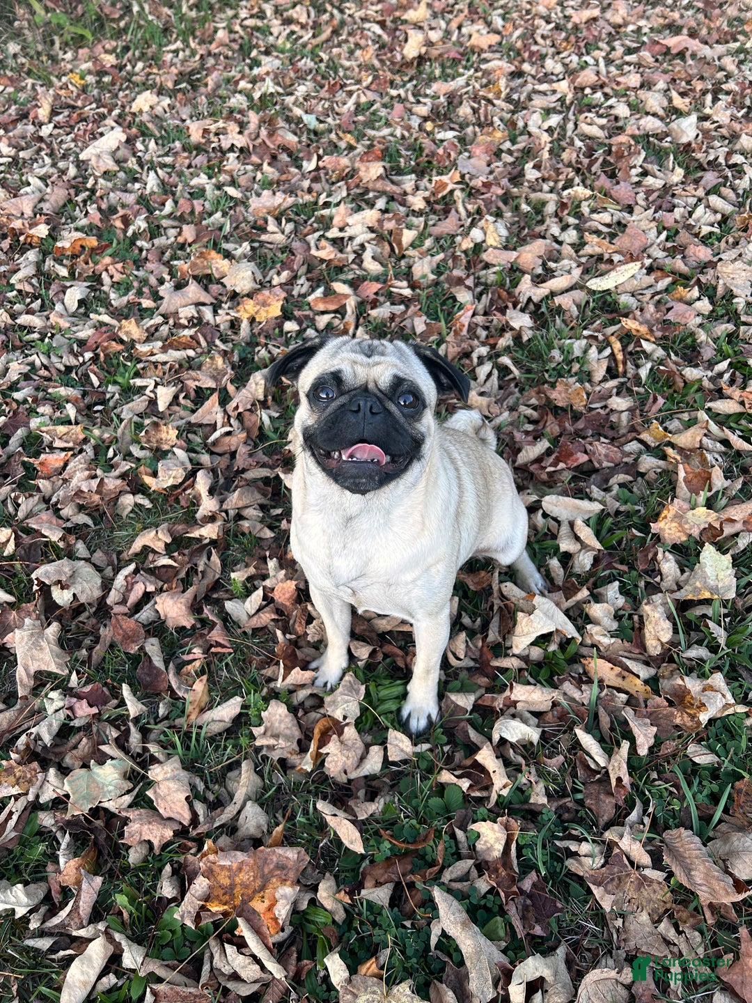 Pug dogs for sale: Mable - Ad 4