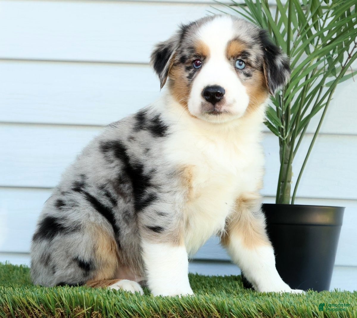 Miniature Australian Shepherd dogs for sale: Tucker - Ad 4