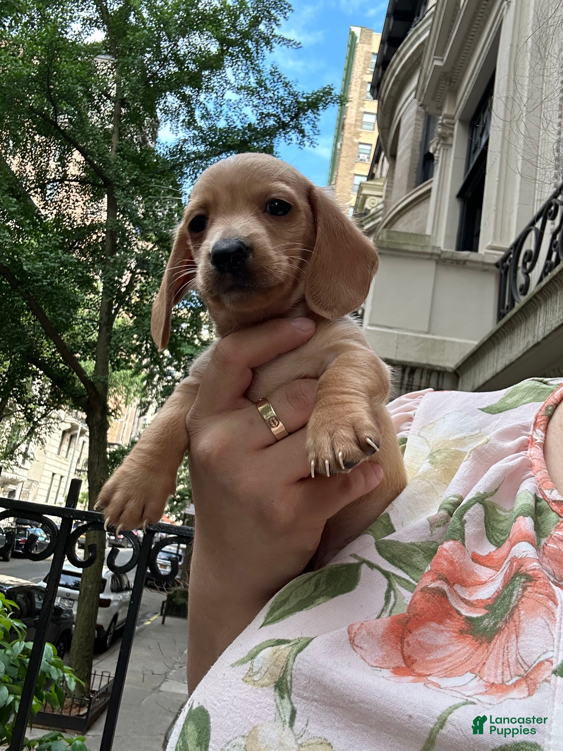 Miniature Dachshund dogs Dachshund puppy - Ad 6