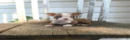 Boston Terrier dogs for sale: Celeste - Ad 4