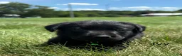 Labrador Retriever dogs for sale: Ivy - Ad 6