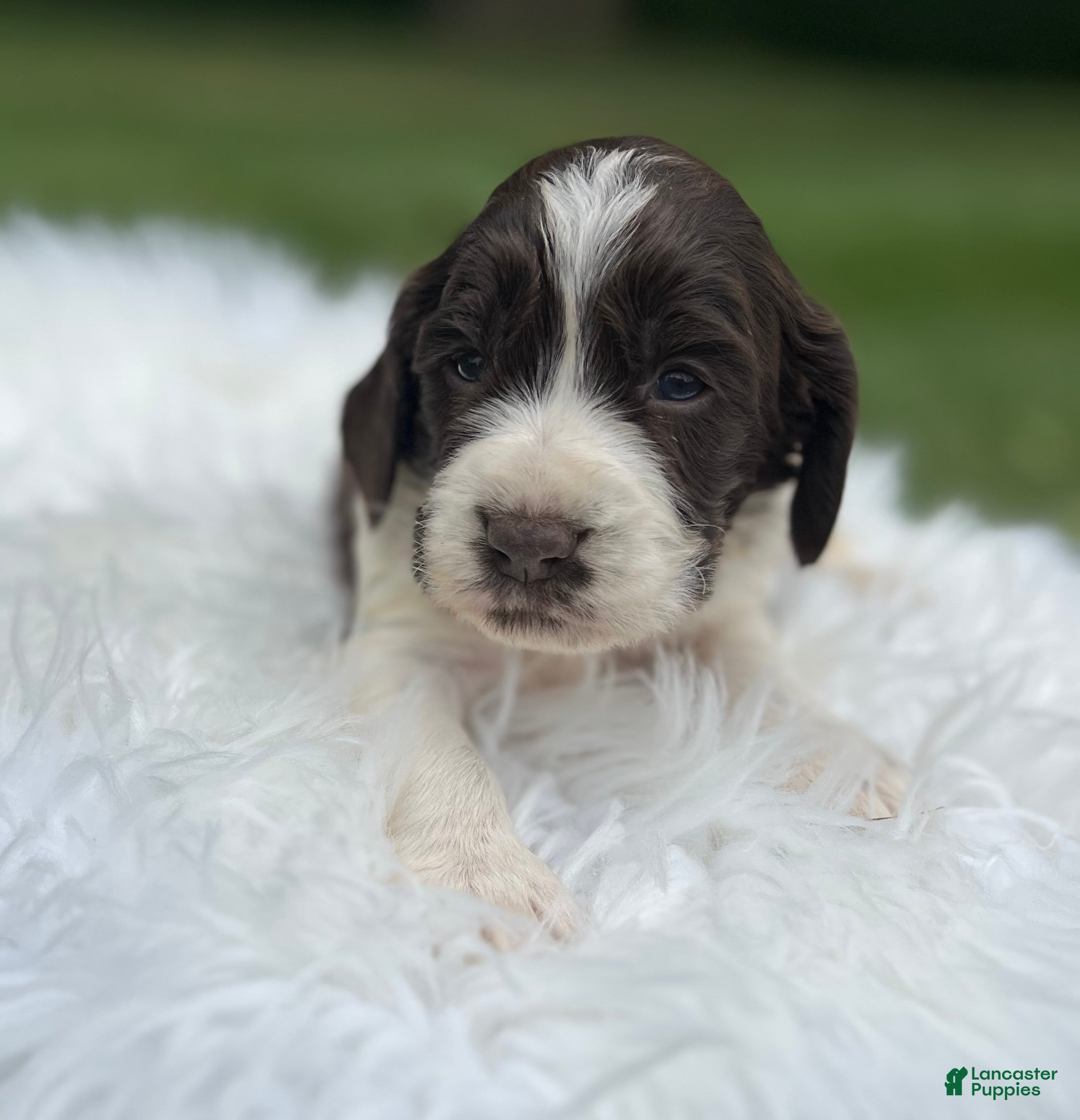 English Springer Spaniel dogs Dudley - Ad 1