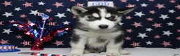 Siberian Husky dogs for sale: Atlas - Ad 4