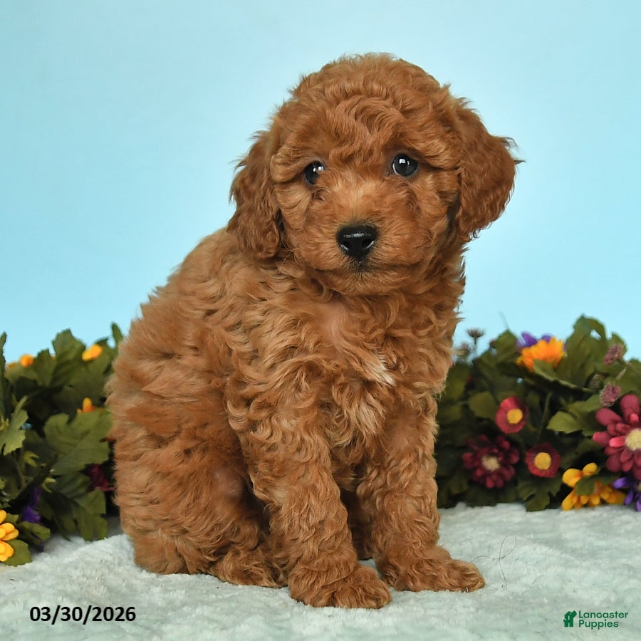Miniature Poodle dogs Bingo - Ad 2