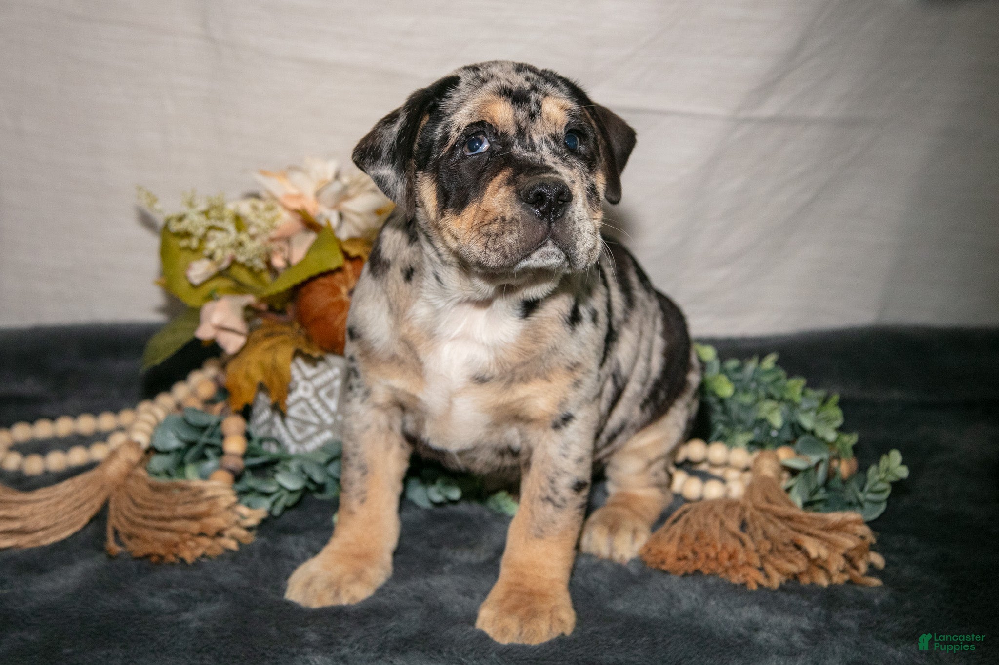 Beabull dogs Rena - Ad 1