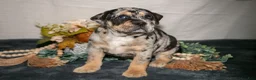 Beabull dogs for sale: Rena - Ad 1