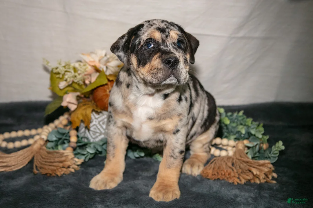 Beabull dogs for sale: Rena - Ad 1