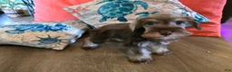 Miniature Schnauzer dogs for sale: Pamela - Ad 2