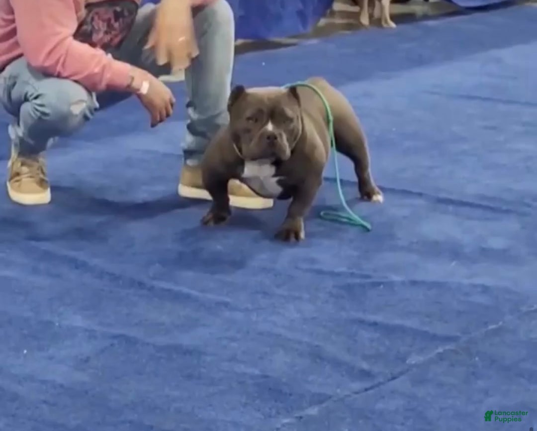 American Bully dogs for sale: American Bully Puppy 3 - Ad 3