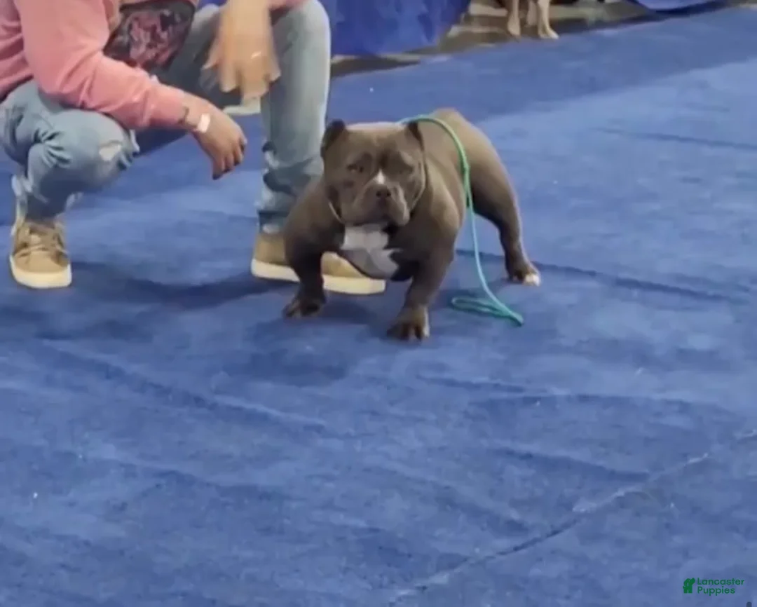 American Bully dogs for sale: American Bully Puppy 1 - Ad 3