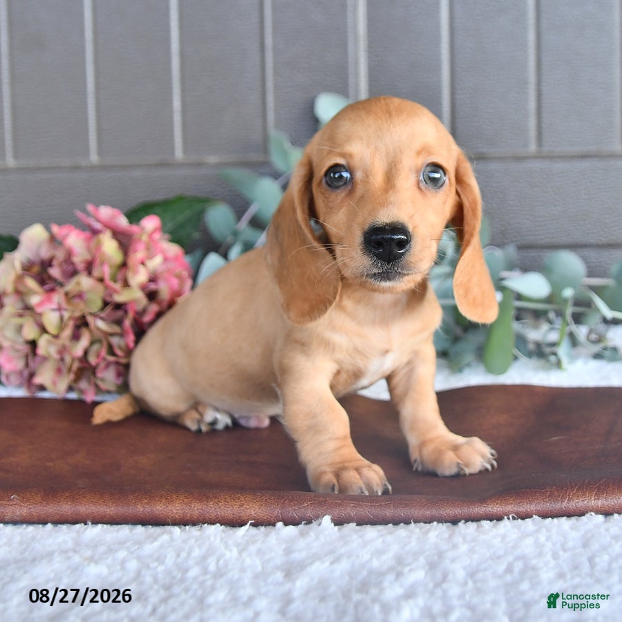 Miniature Dachshund dogs Twinkie - Ad 1