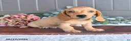 Miniature Dachshund dogs for sale: Twinkie - Ad 1