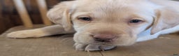Labrador Retriever dogs for sale: Chloe - Ad 3