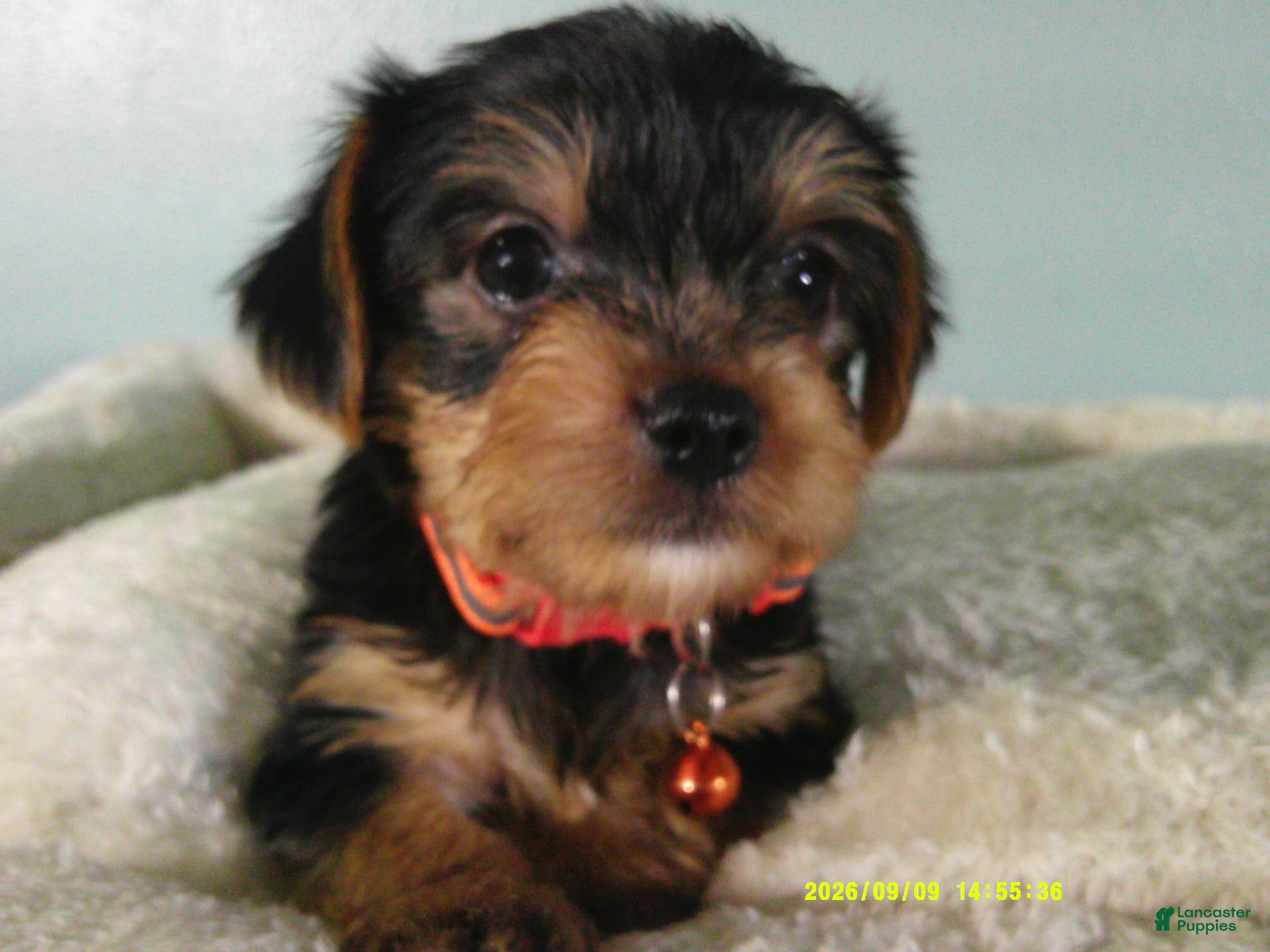 Yorkshire Terrier dogs Maverick-Orange - Ad 1