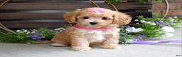 Maltipoo dogs for sale: Harmony  - Ad 7