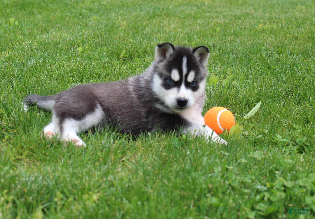Siberian Husky dogs for sale: Bingo - Ad 2
