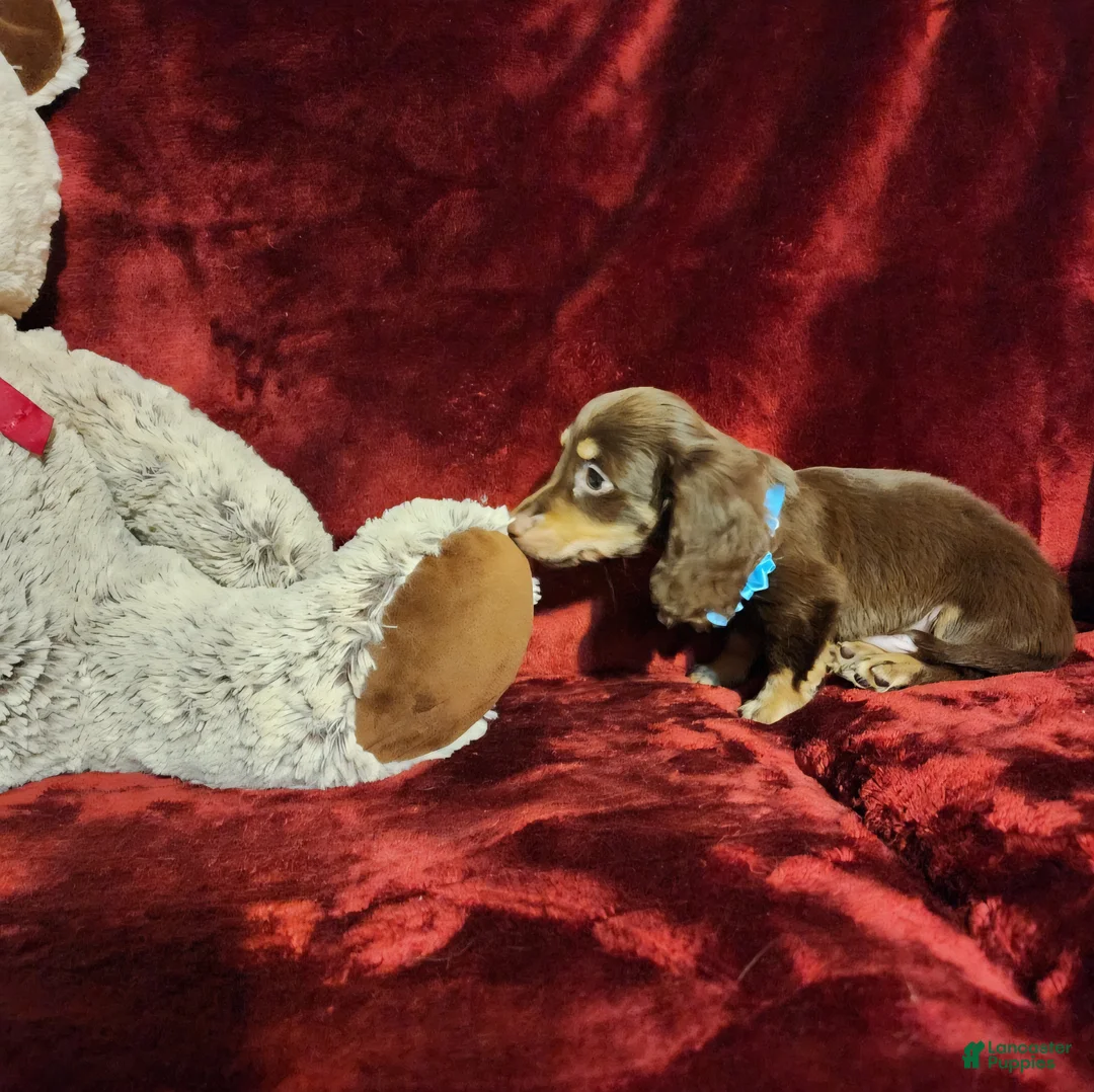 Miniature Dachshund dogs for sale: Miniature Dachshund Puppy 2 - Ad 10