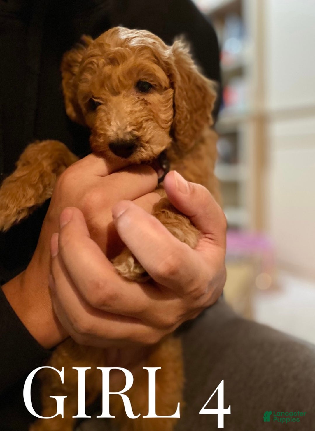 Mini Goldendoodle dogs for sale: Mini Goldendoodle Puppy 6 - Ad 2