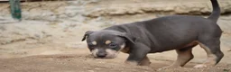 American Bully dogs for sale: Leia - Ad 7
