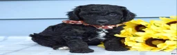 Cockapoo dogs for sale: Oscar - Ad 4