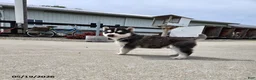 Pomsky dogs for sale: Juniper - Ad 1