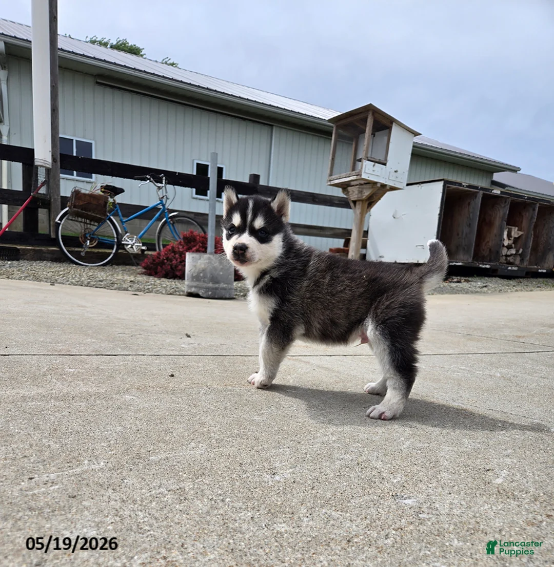 Pomsky dogs for sale: Juniper - Ad 1