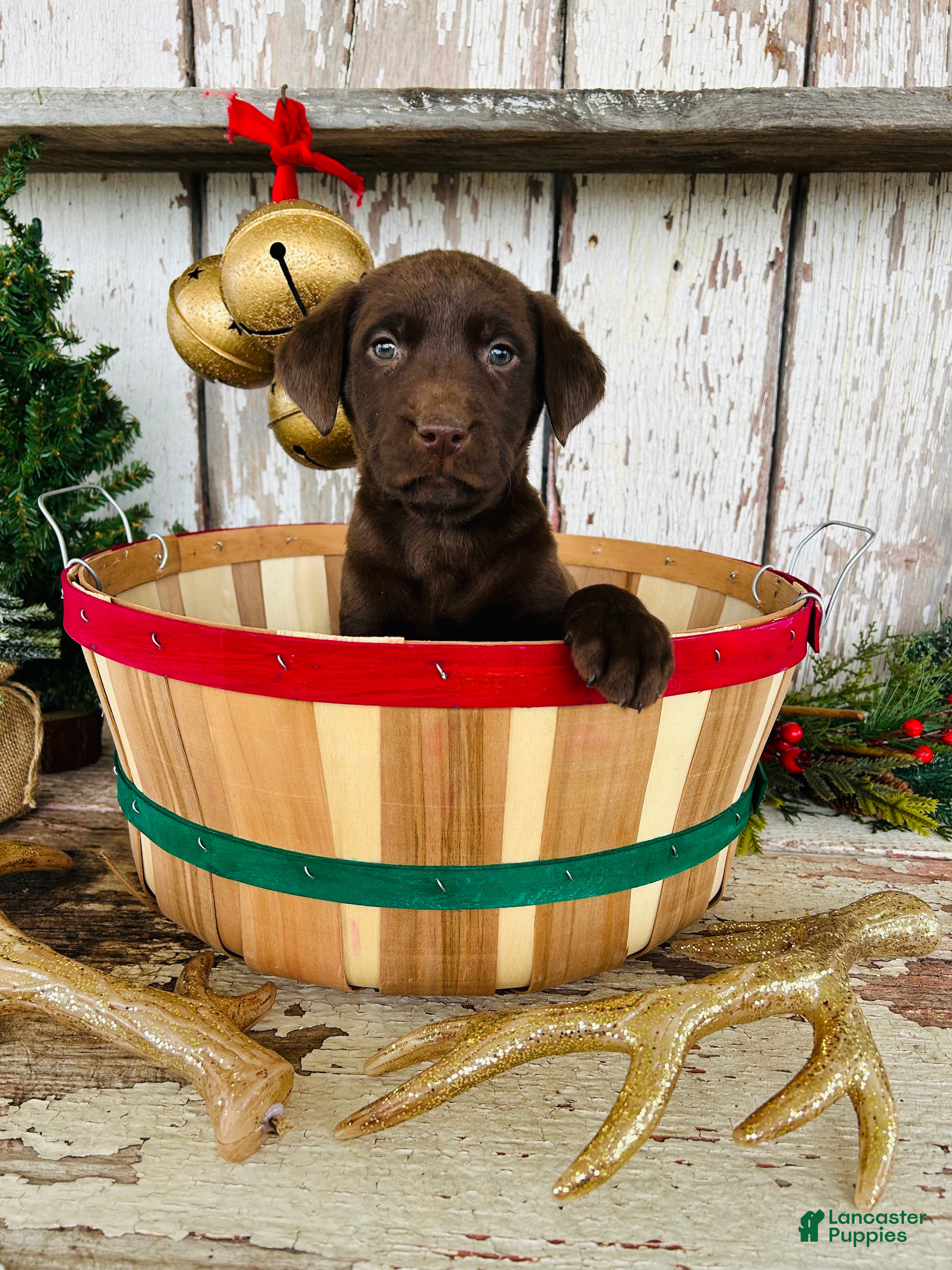 Labrador Retriever dogs Merry - Ad 24