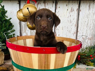 Labrador Retriever dogs Merry - Ad 12