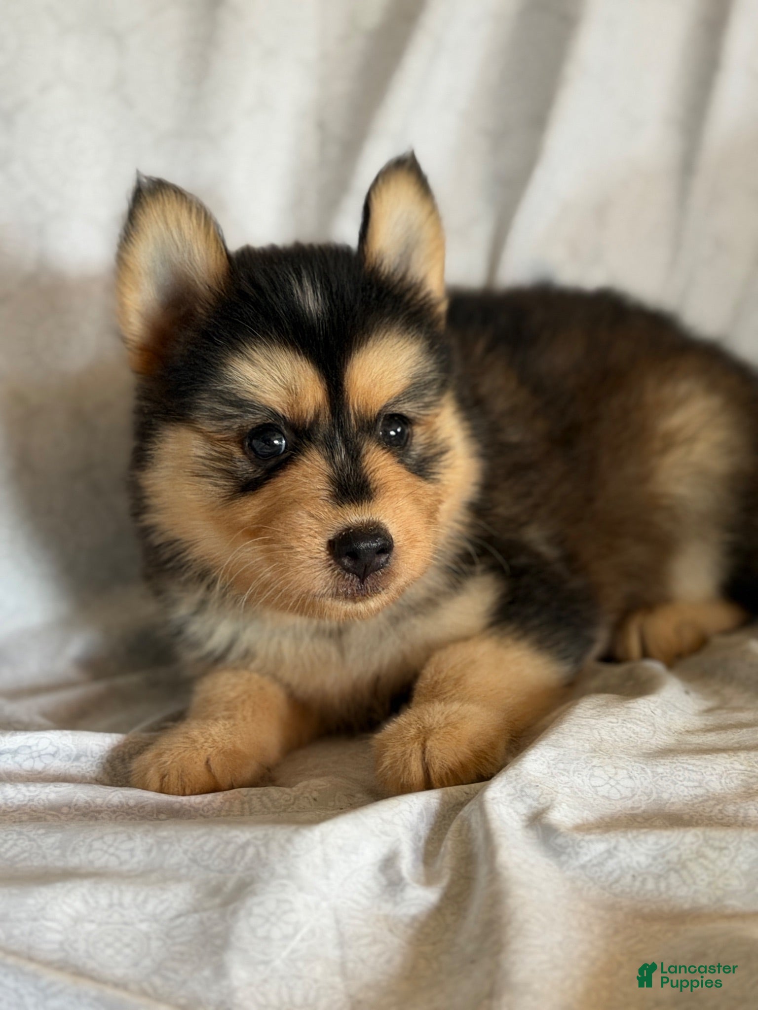 Pomsky dogs Trigger - Ad 32