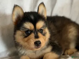 Pomsky dogs Trigger - Ad 39