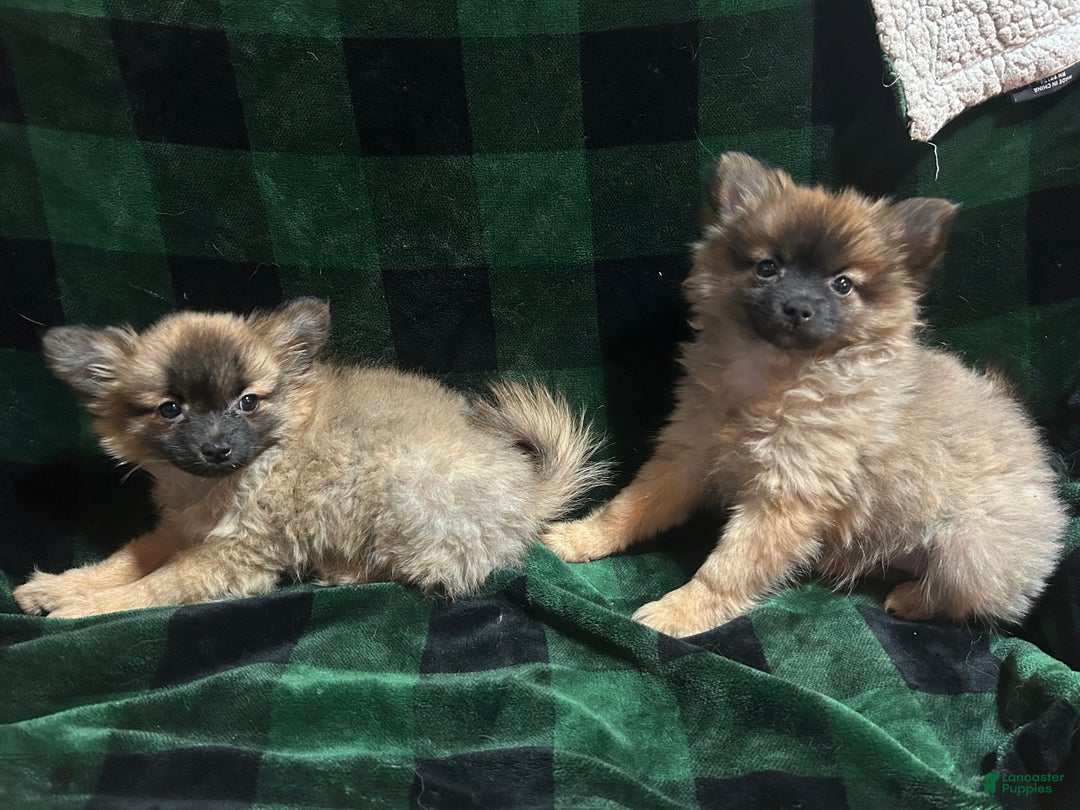 Mixed Breed dogs for sale: Sasha - Ad 1