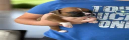 Boxer dogs for sale: Peanut - Ad 10