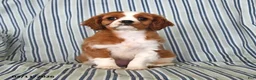 Cavalier King Charles Spaniel dogs for sale: Jasper - Ad 4
