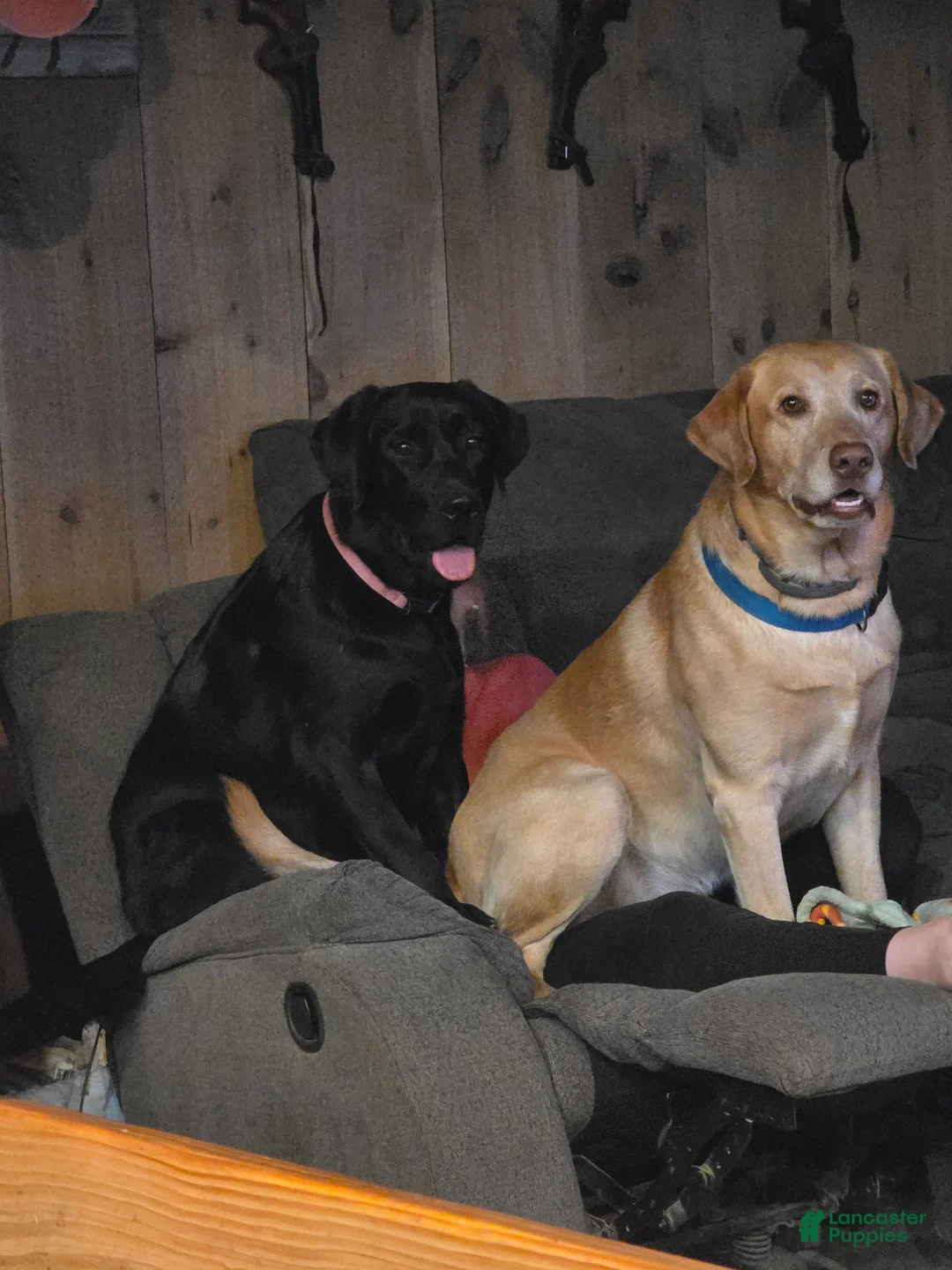 Labrador Retriever dogs for sale: Labrador Retriever Puppy 1 - Ad 2