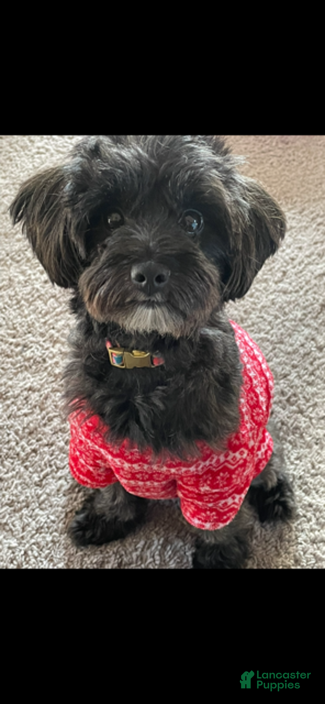 Pomapoo dogs for sale: Betty - Ad 4