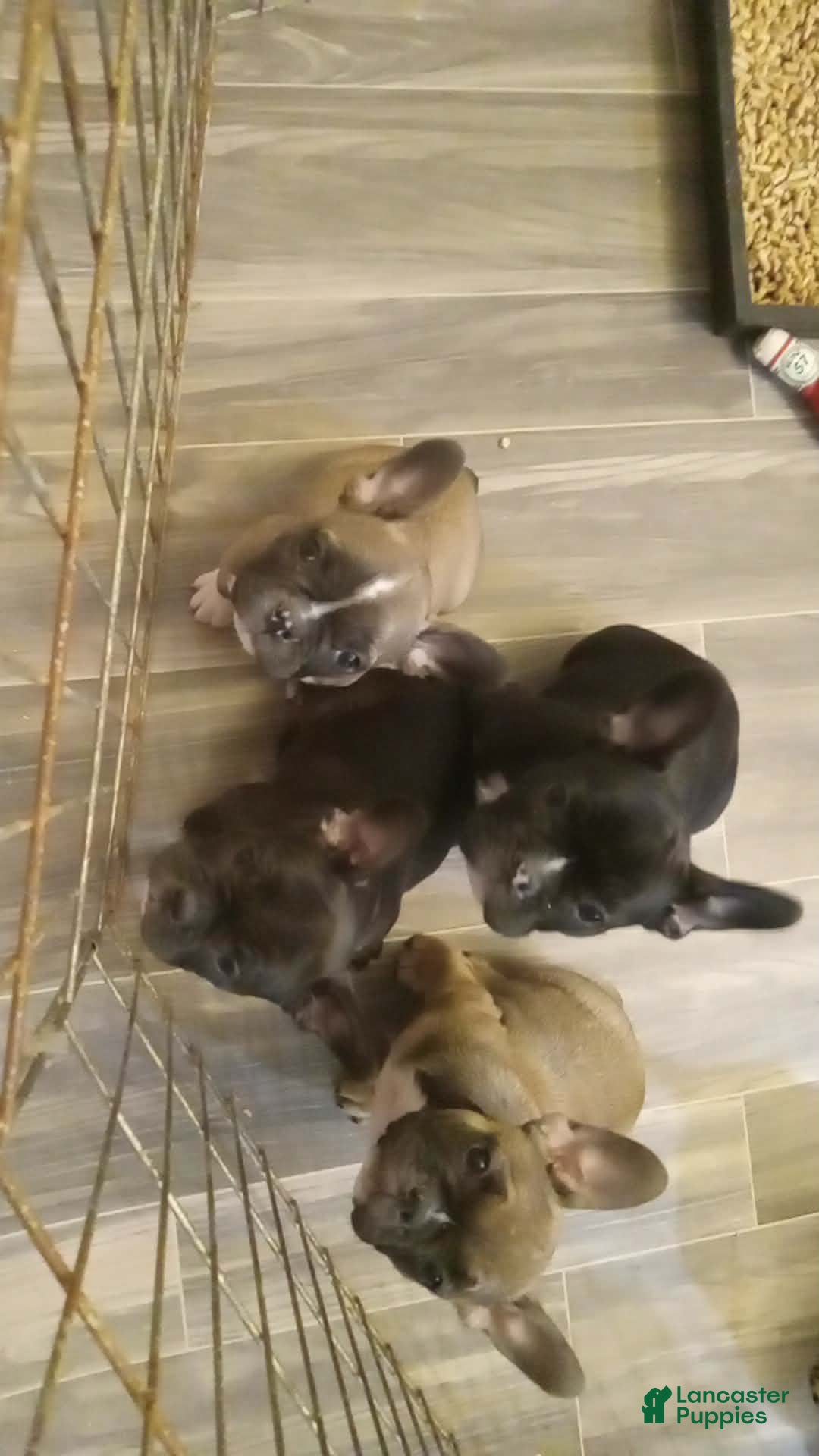 French Bulldog dogs Jelly bean - Ad 5